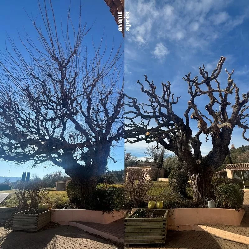 Taille et élagage, Cadenet, Nathan Muretta